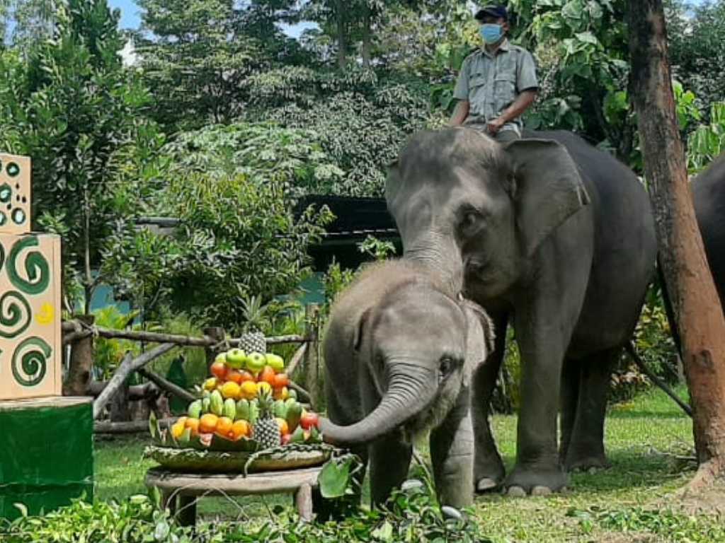Gajah GL Zoo