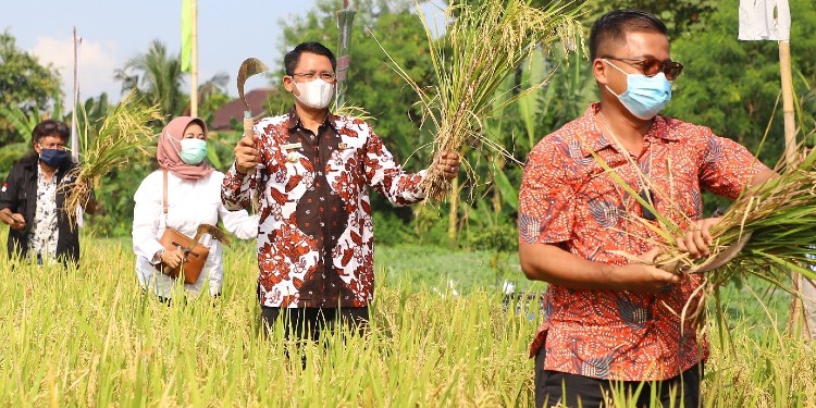 panen padi sleman