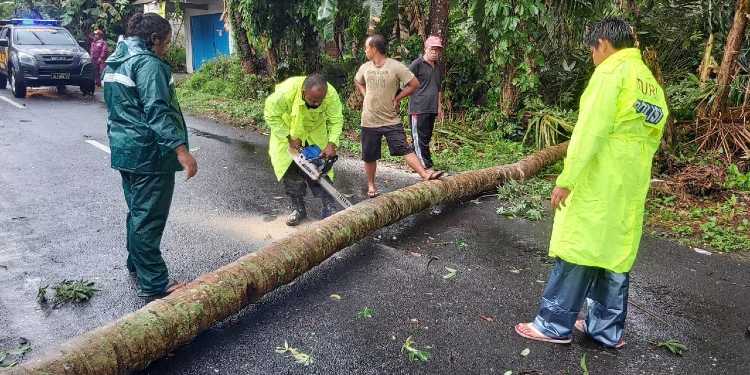 pohon tumbang turi