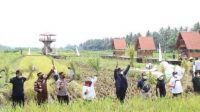 sawah surjan kulon progo