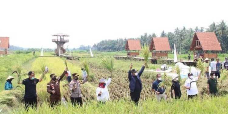 sawah surjan kulon progo