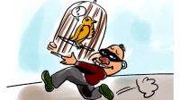 ilustrasi pencurian burung