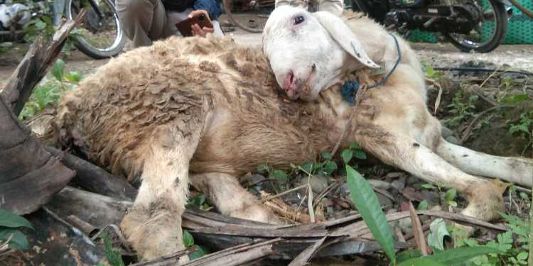 kambing pmk kulon progo