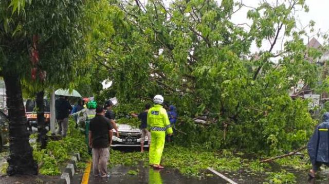 pohon tumbang hujan deras