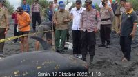 ikan paus mati terdampar di kulon progo