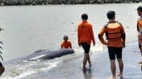 penyelamatan ikan paus di kulon progo