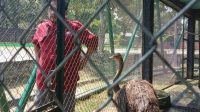 kesiapan Semarang zoo sambut lebaran