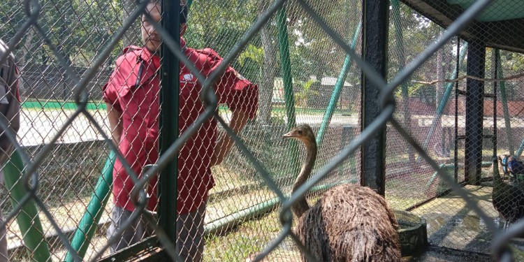 kesiapan Semarang zoo sambut lebaran