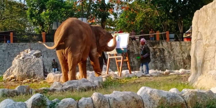 gajah borobudur pindah semarang zoo