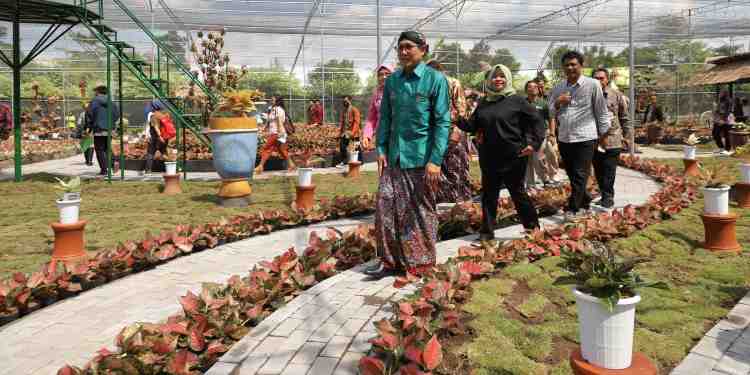 Aglaonema Park Sleman