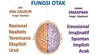 rahasia fungsi otak