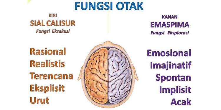 rahasia fungsi otak