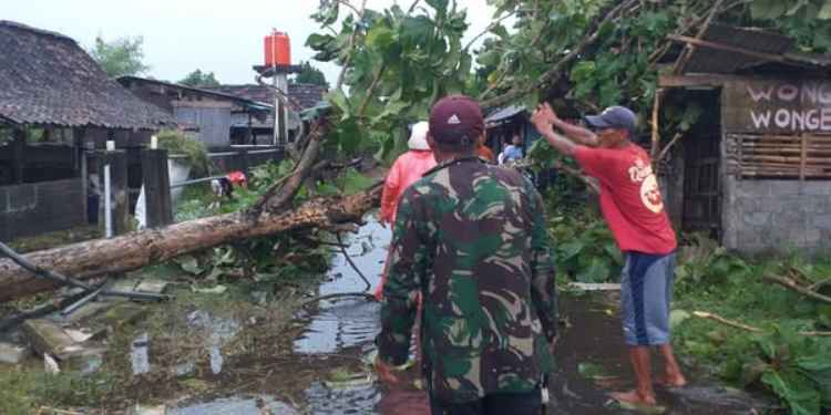 pohon tumbang