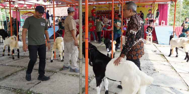 Kambing Kaligesing