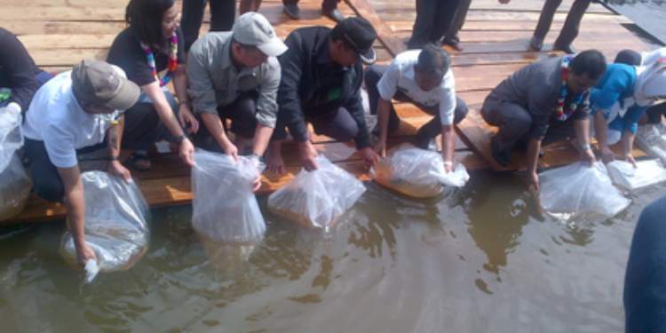 Restocking ikan