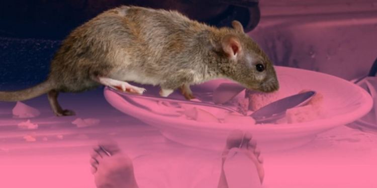 klb leptospirosis