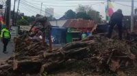 pohon beringin tumbang