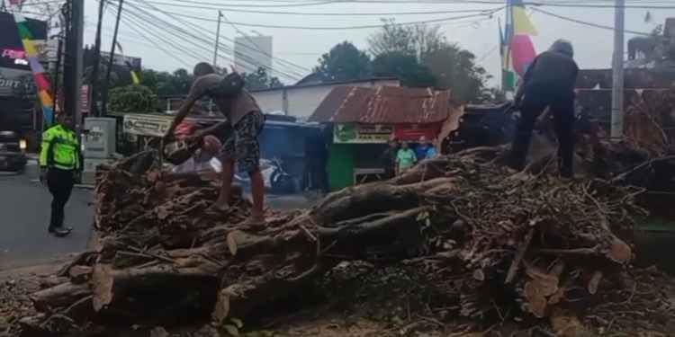 pohon beringin tumbang