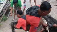 ikan aligator bantul