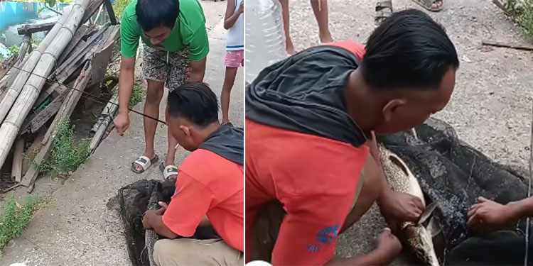 ikan aligator bantul