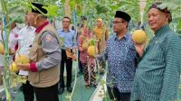 petik melon gunungkidul