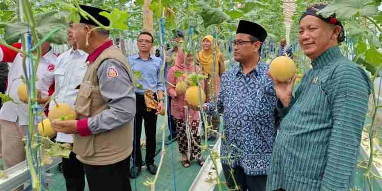 petik melon gunungkidul