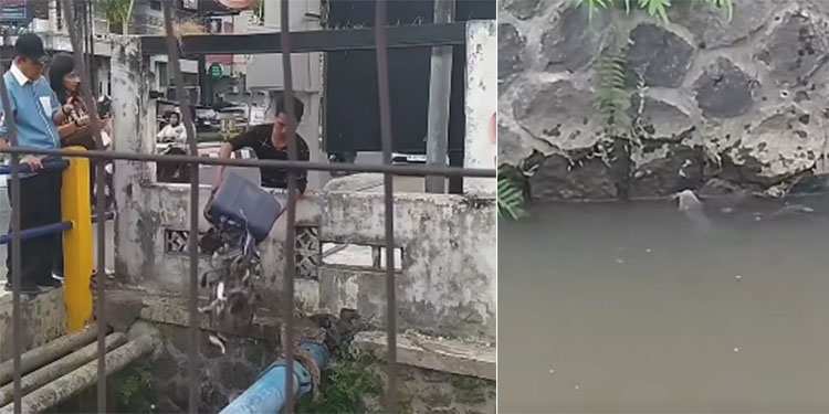 tebar lele selokan mataram jogja