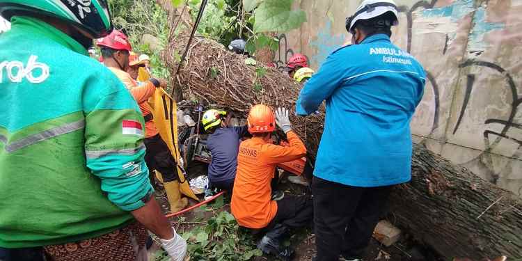 pohon tumbang monjali