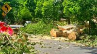 pohon tumbang sleman