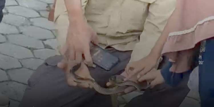 edukasi ular
